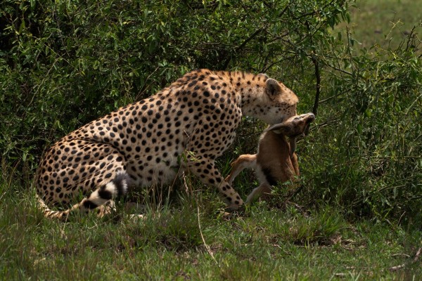 J1S3I38